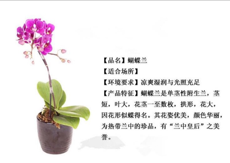 蝴蝶兰
