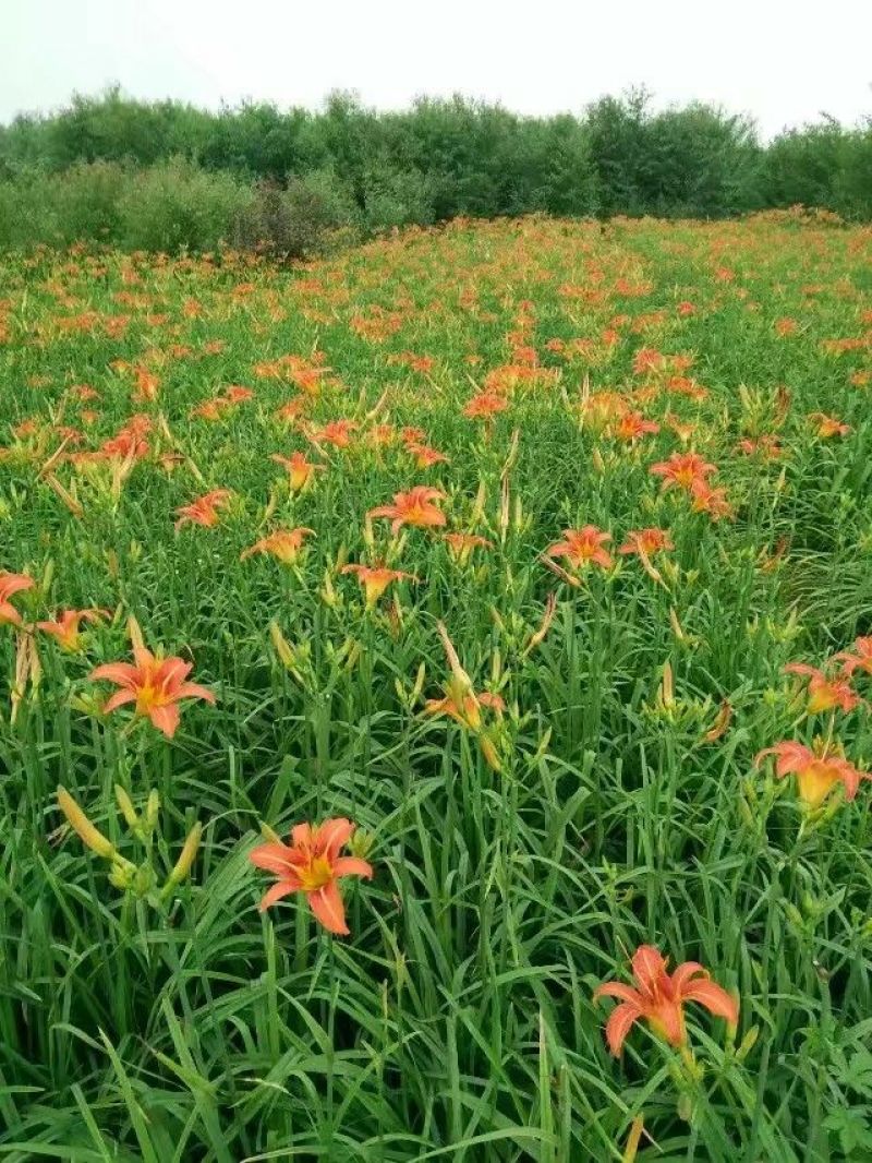 大花萱草红花。规格高1/60公分