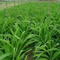 大花萱草红花。规格高1/60公分