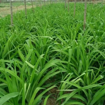 大花萱草红花。规格高1/60公分