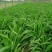 大花萱草红花。规格高1/60公分