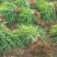 大花萱草红花。规格高1/60公分