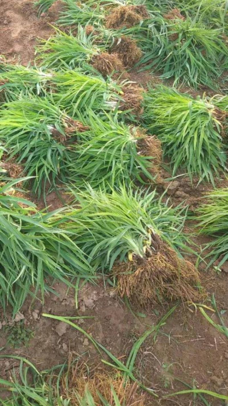 大花萱草红花。规格高1/60公分