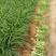 大花萱草红花。规格高1/60公分