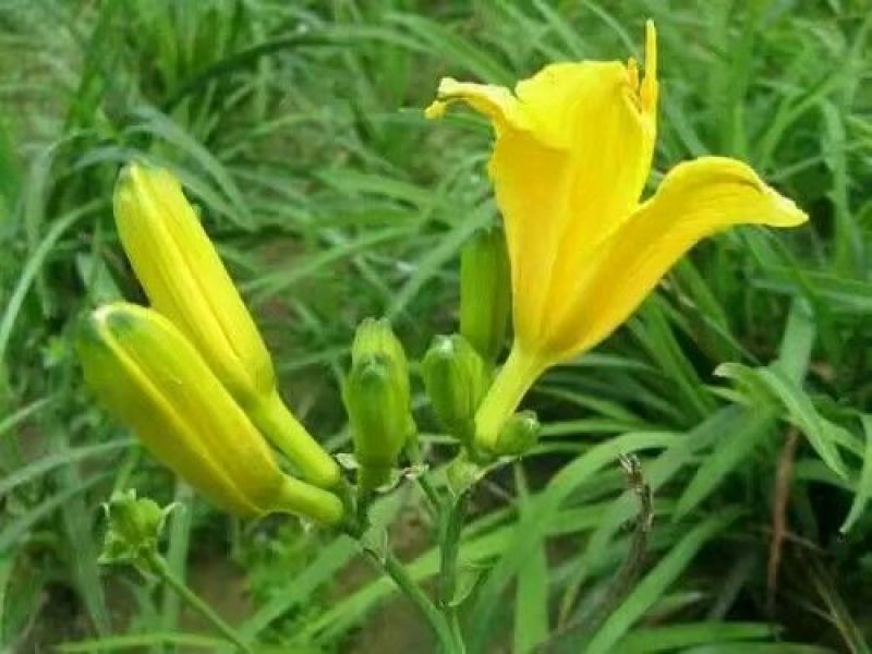 金娃娃萱草。规格高1/30公分