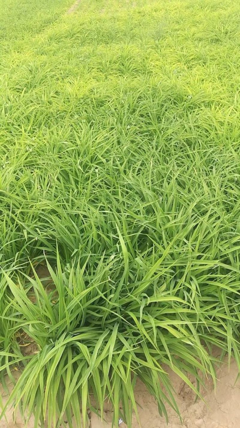 金娃娃萱草。规格高1/30公分