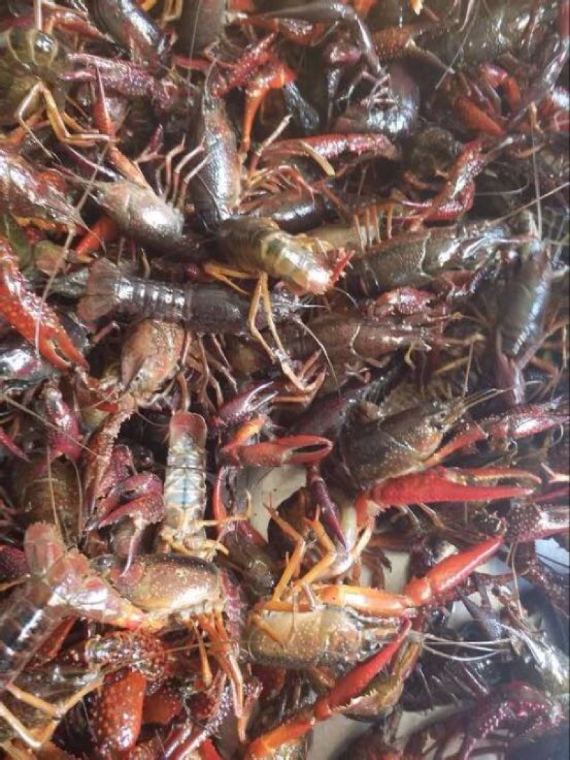 小青龙8~12只/kg