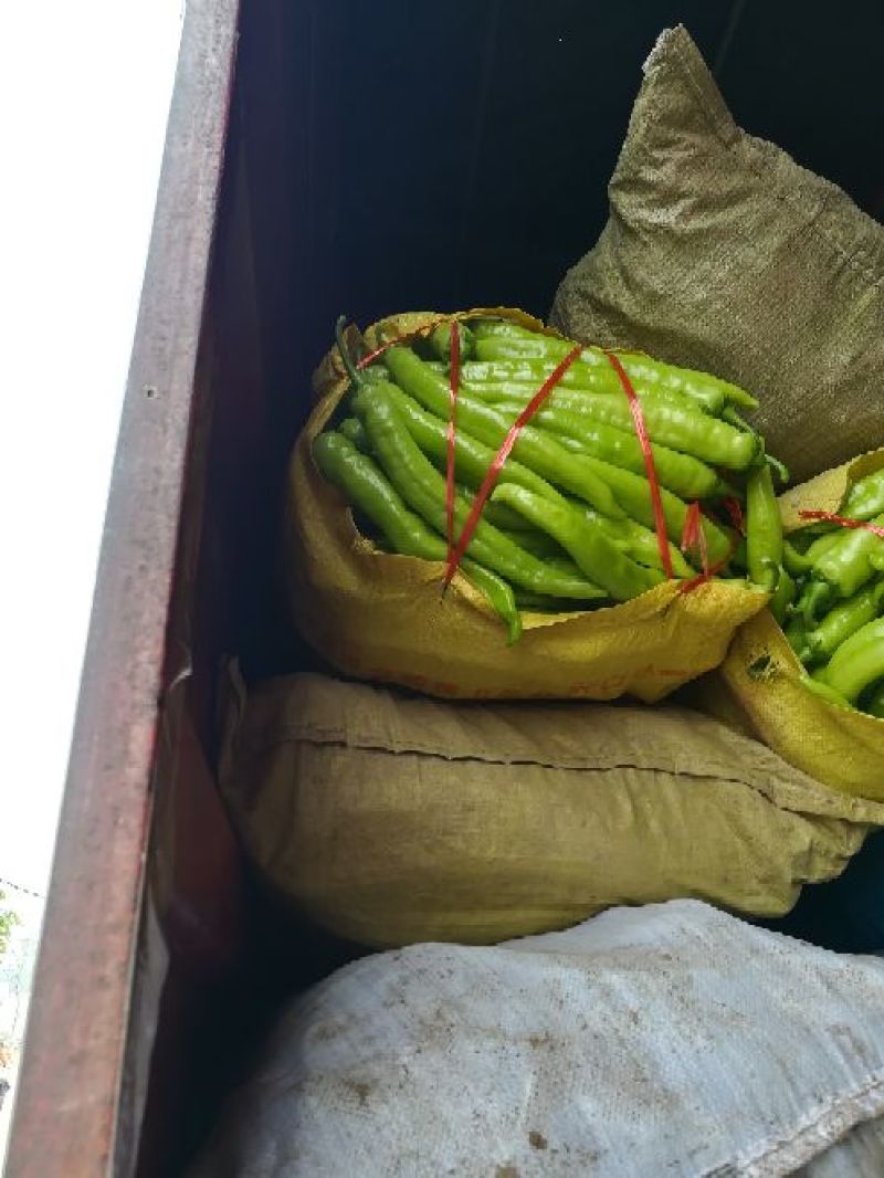 鲜辣椒线椒黄皮尖椒泡椒黑皮椒