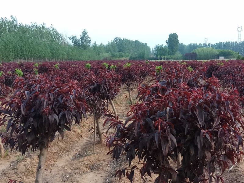 红叶碧桃，地径4公分以上的，数量多