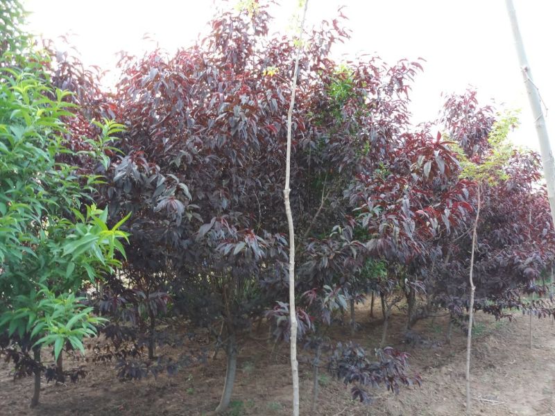 红叶碧桃，地径4公分以上的，数量多