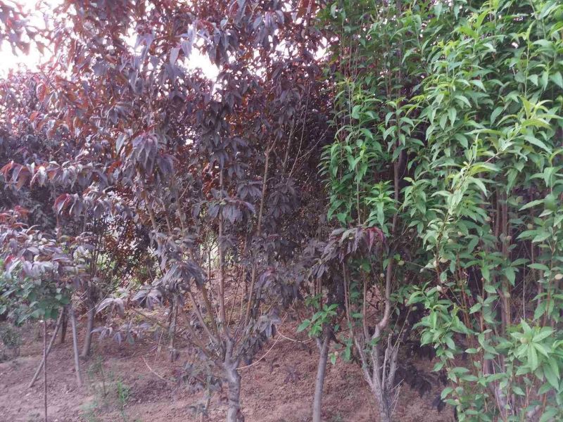 红叶碧桃，地径4公分以上的，数量多