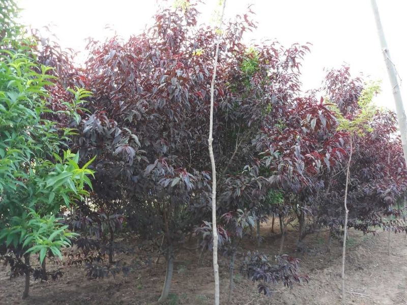 红叶碧桃，地径4公分以上的，数量多