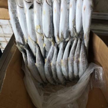 渤海湾鲅鱼，都是当流的一板20斤