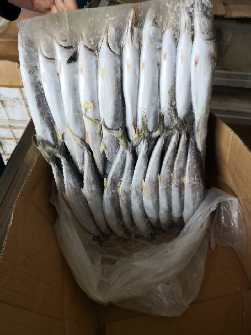 渤海湾鲅鱼，都是当流的一板20斤