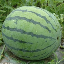 8424西瓜🍉