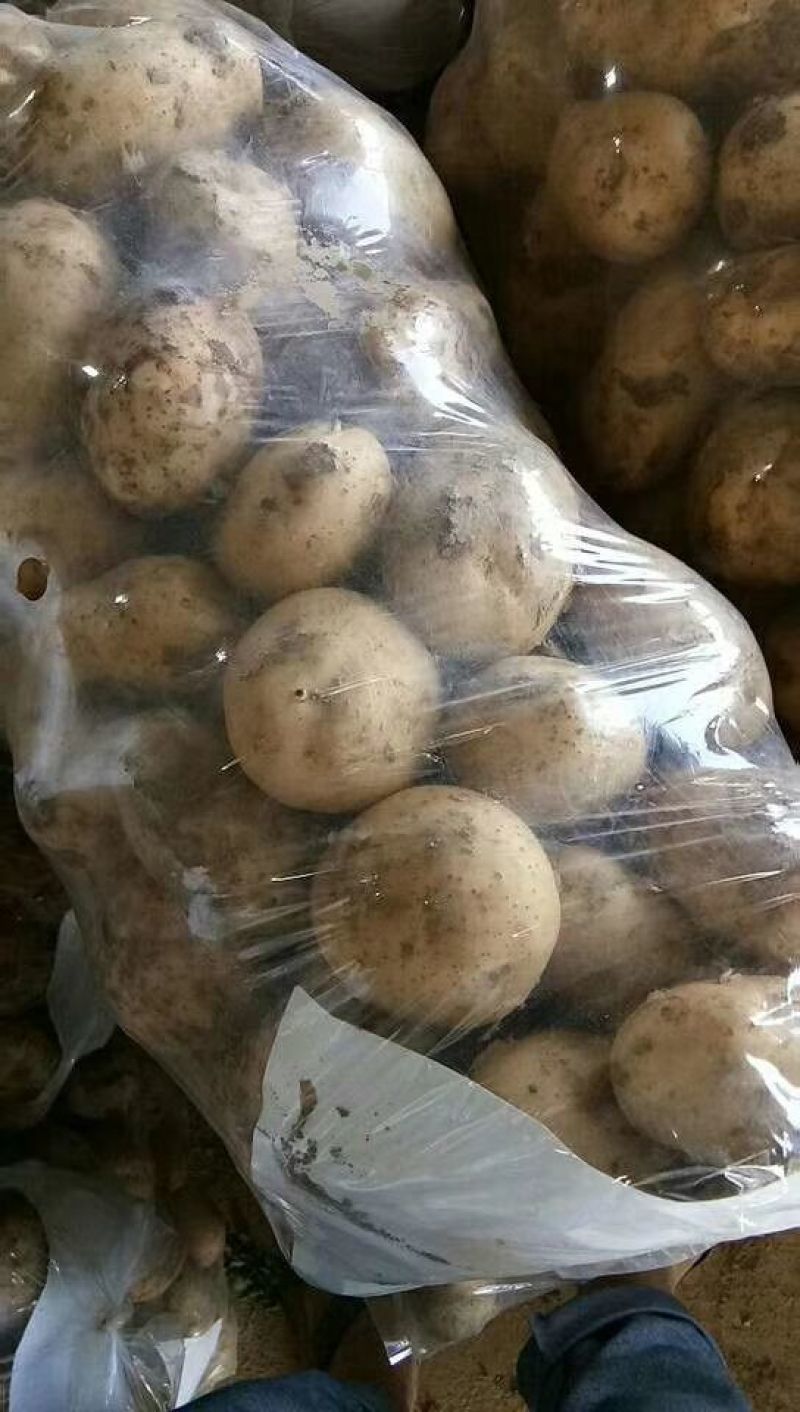 上市杰龙蔬菜合作社土豆中暑5号，荷兰15
