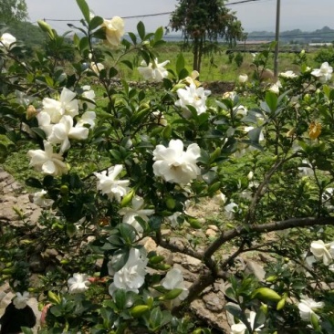 大叶:中叶栀子花球，价格实惠，美化环境，调解氧分，清香