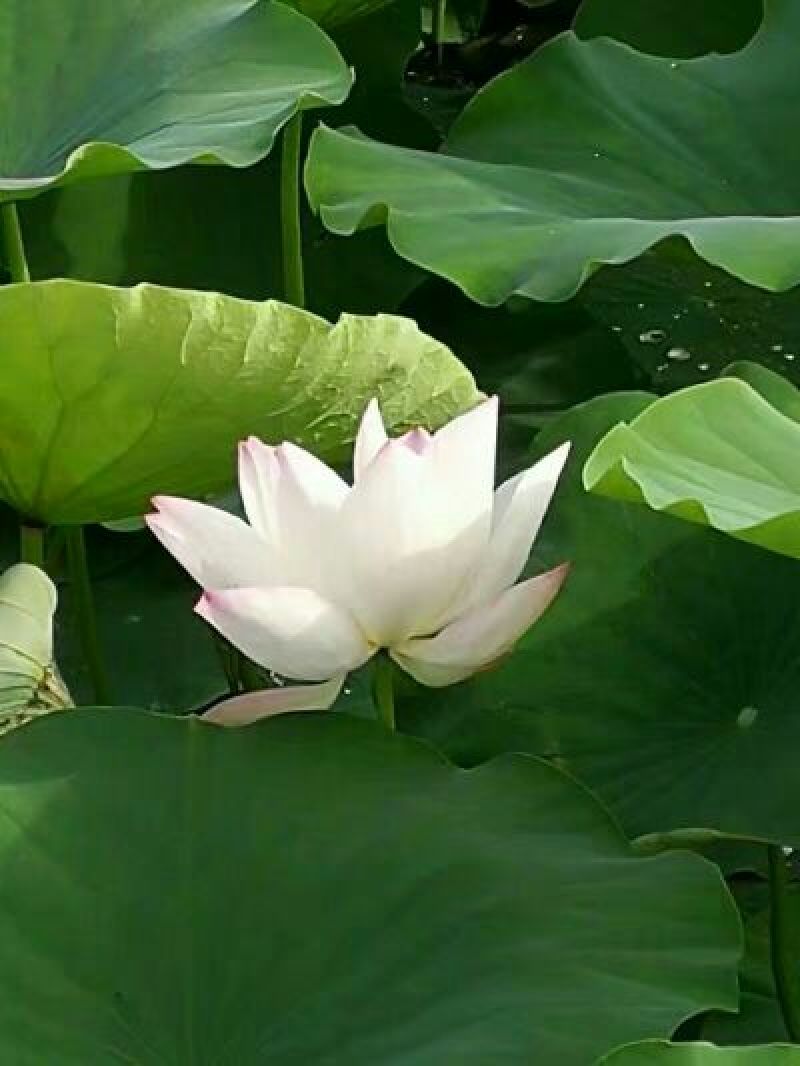 睡莲荷花