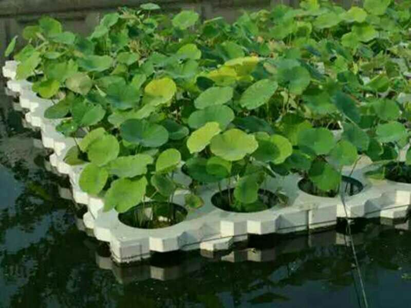 睡莲荷花
