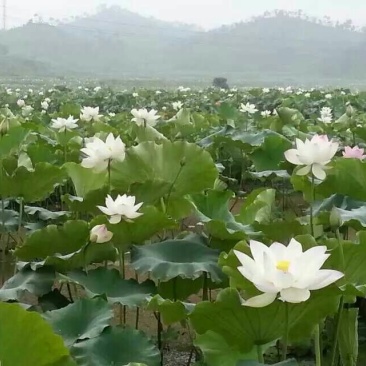 睡莲荷花