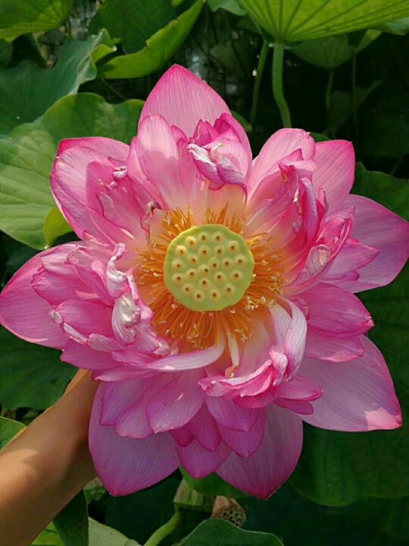 睡莲荷花