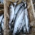 新鲜放流网的大鲅鱼，质量特别好