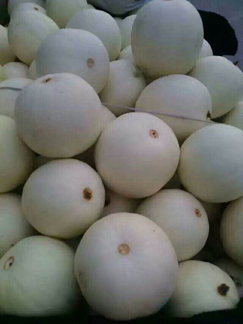 甜瓜