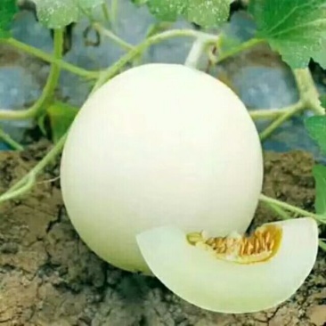 甜瓜