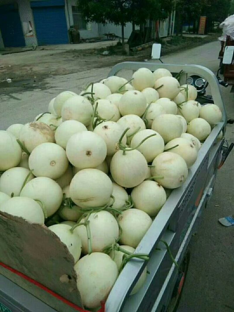 甜瓜