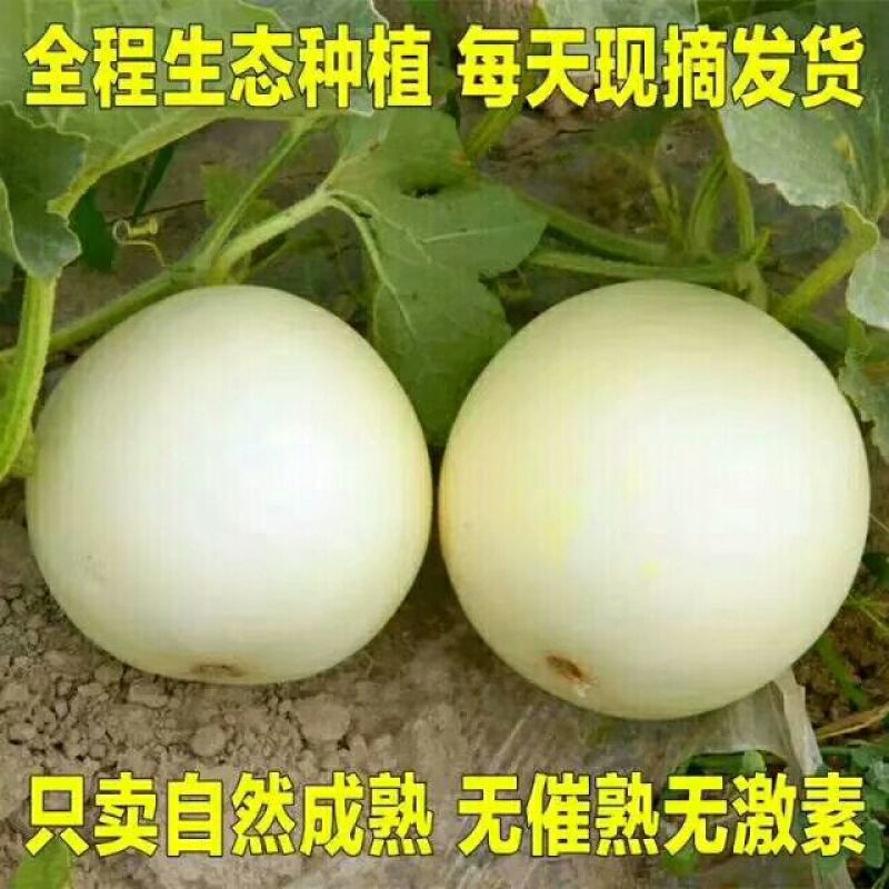 甜瓜