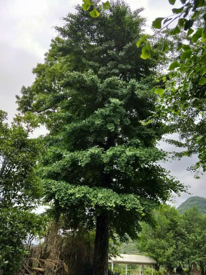 银杏树。大量供应15-100厘米