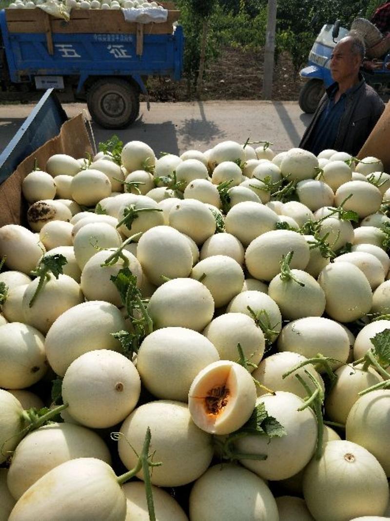 陕西蒲城-甜瓜香瓜品种规格齐全，货源充足，大量供应中