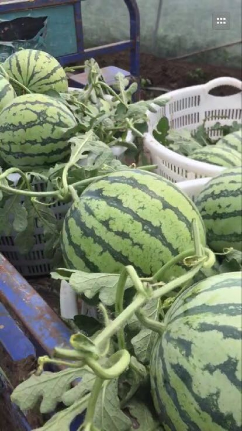 8424西瓜6斤打底8成熟2茬