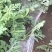 8424西瓜6斤打底8成熟2茬
