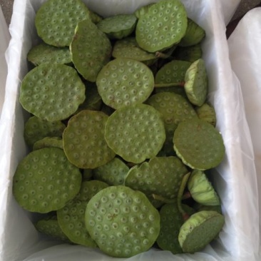太空嫩莲蓬，新鲜太空莲子，嫩莲蓬，鲜莲蓬