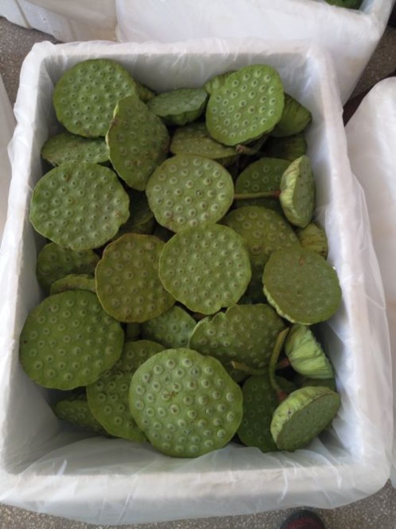 太空嫩莲蓬，新鲜太空莲子，嫩莲蓬，鲜莲蓬