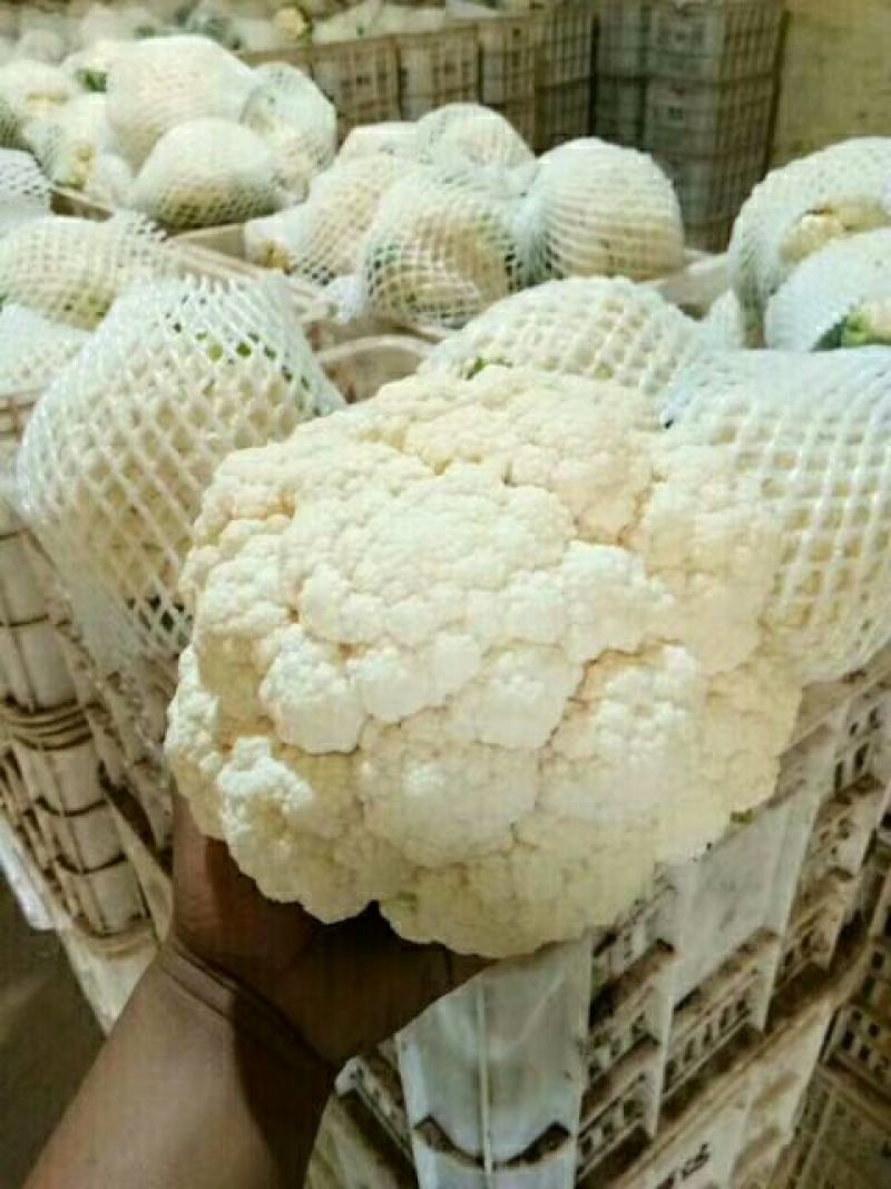 河北邯郸优质花菜大量上市全国发货，有需要的朋友联系我
