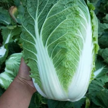 大白菜4～6斤，毛菜