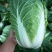 大白菜4～6斤，毛菜