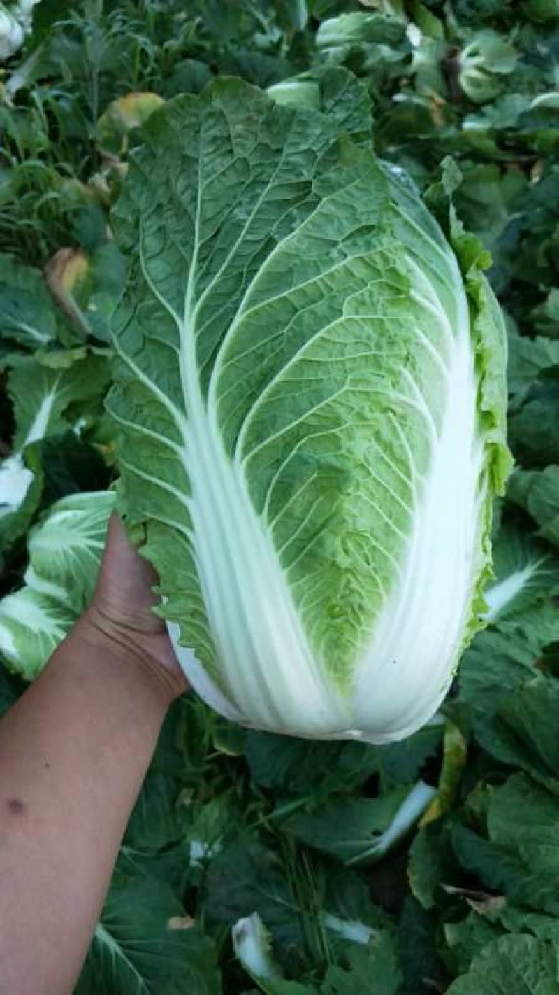 大白菜4～6斤，毛菜