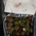 毛丹1.5~2cm