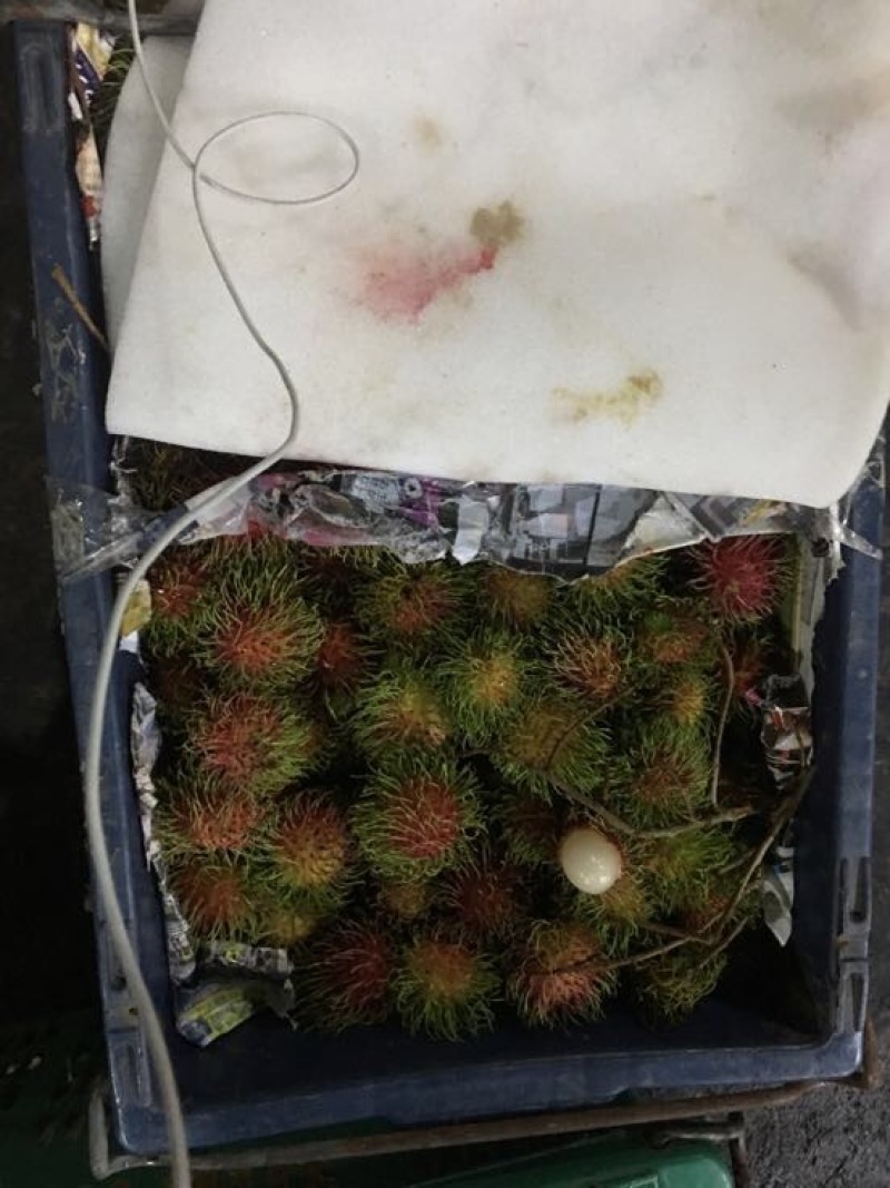 毛丹1.5~2cm