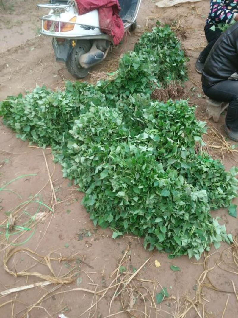 秦薯5号薯苗，基地直采直发，保质保量