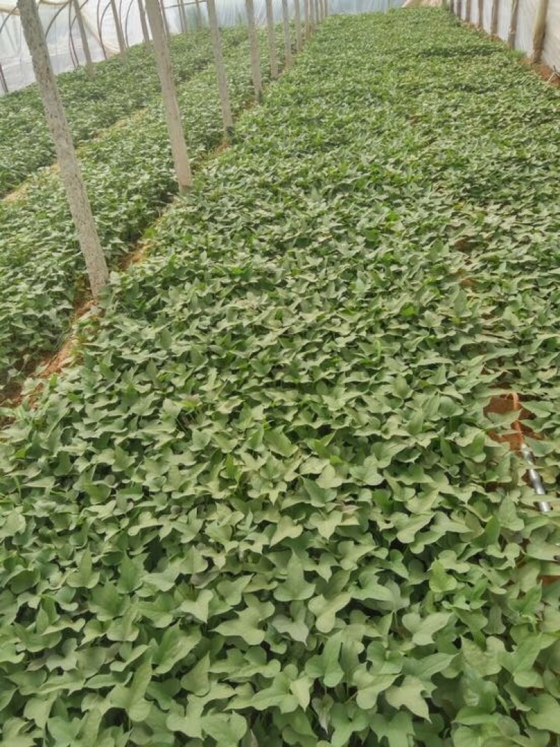 秦薯5号薯苗，基地直采直发，保质保量