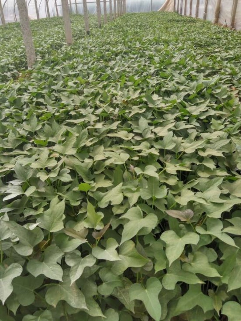 秦薯5号薯苗，基地直采直发，保质保量