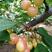 黄蜜樱桃.，山东大樱桃产地之一，高山樱桃，口感好