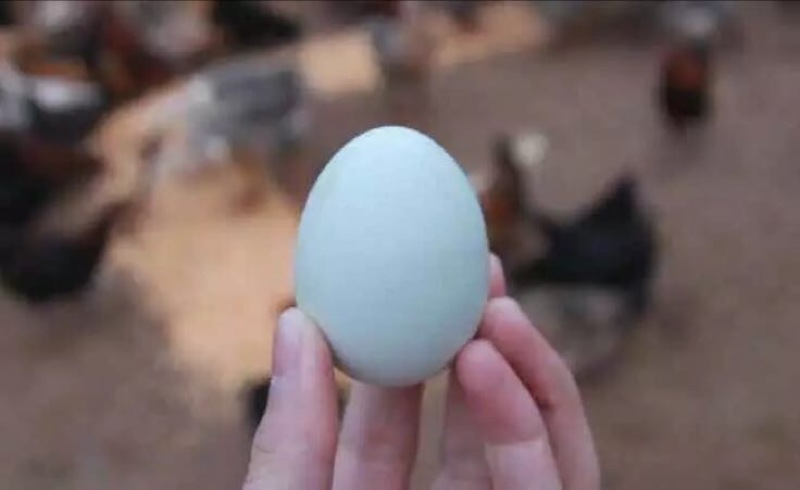 绿壳鸡蛋食用50g以下