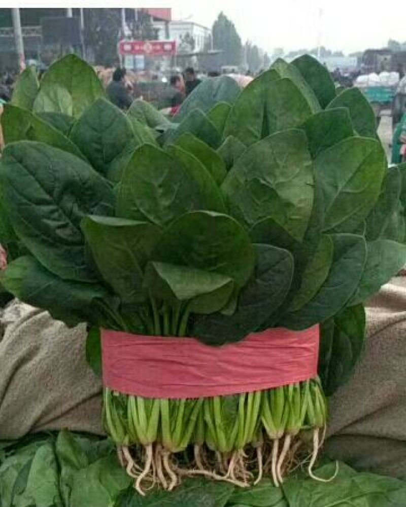 河北邯郸【万亩蔬菜种植供应基地实力代办】代收代发全国各地