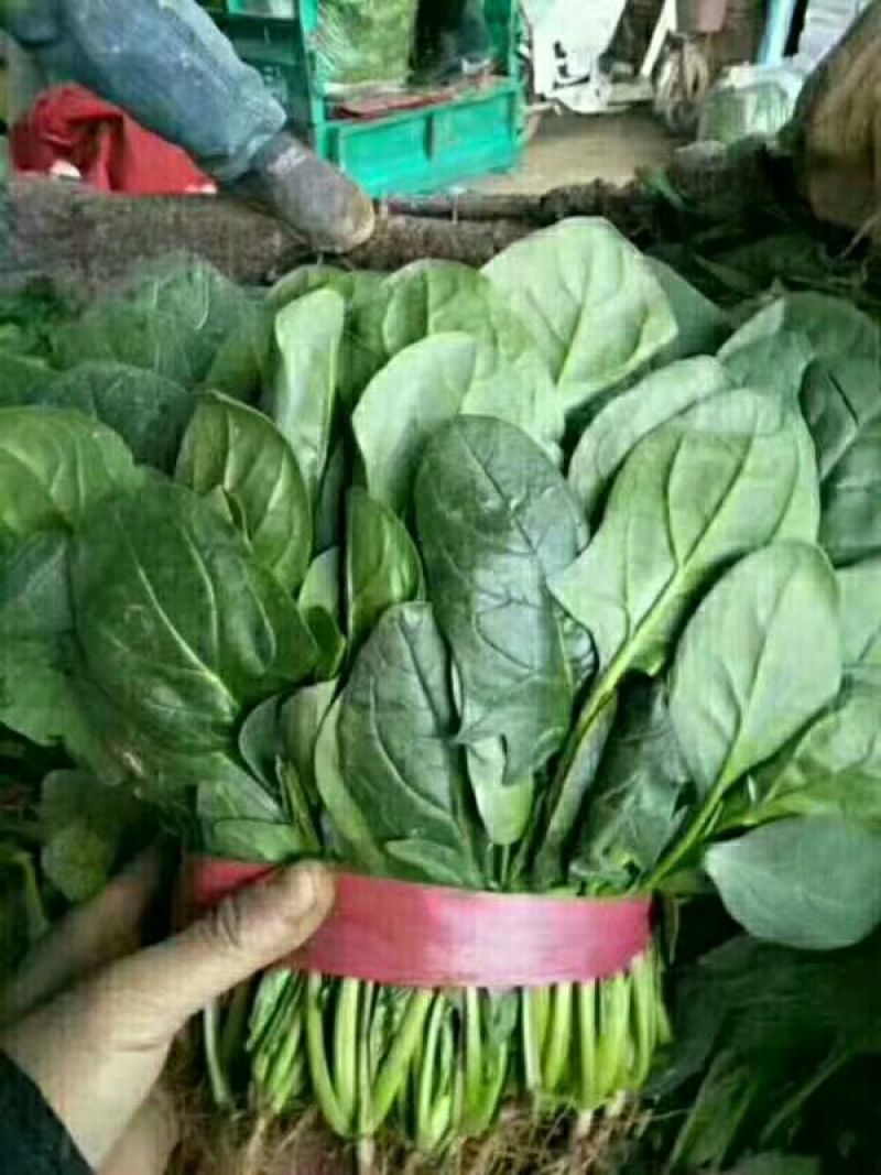 河北邯郸【万亩蔬菜种植供应基地实力代办】代收代发全国各地