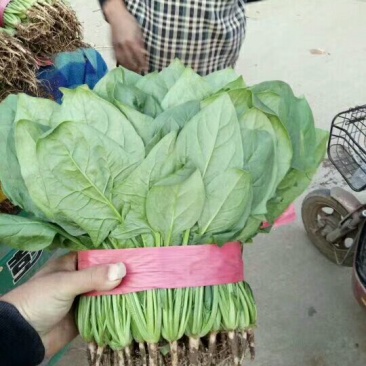 河北邯郸【万亩蔬菜种植供应基地实力代办】代收代发全国各地